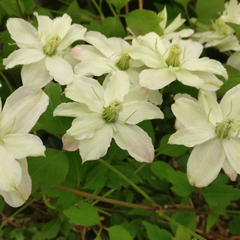 Clématite montana Starlet® White Perfume 'fpdw2009' à fleurs Blanche - feuillage Caduc - Godet - 5/20 cm-  hauteur à maturité De 5,00 m à 10,00 m - Image 6