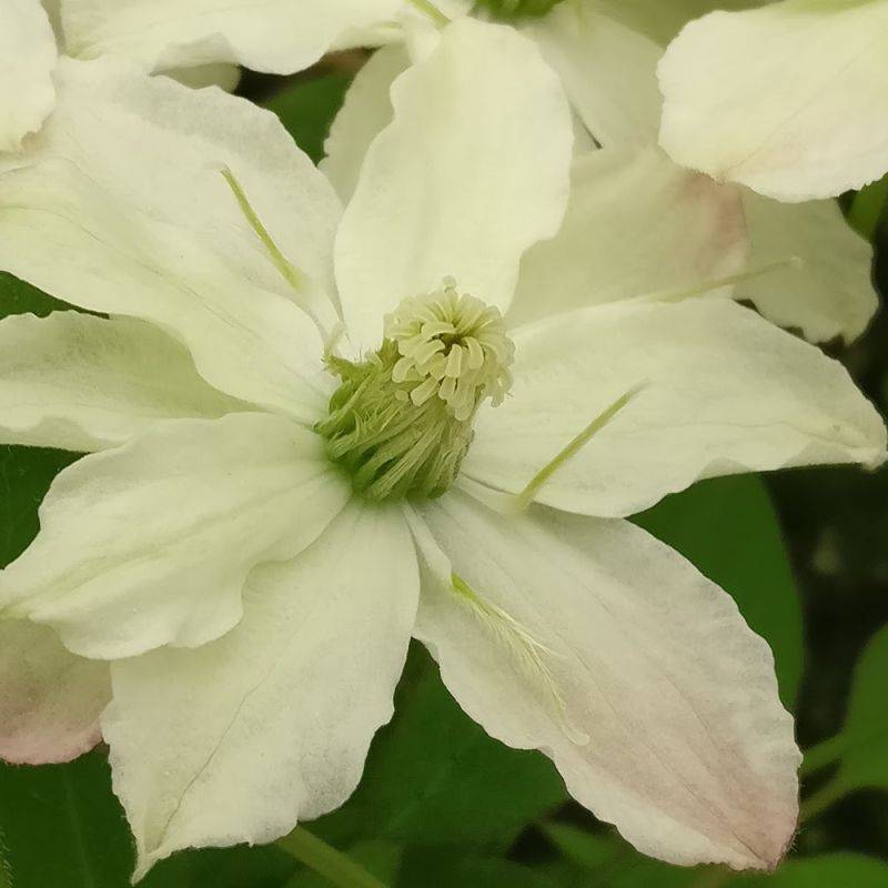Clématite montana Starlet® White Perfume 'fpdw2009' à fleurs Blanche - feuillage Caduc - Godet - 5/20 cm-  hauteur à maturité De 5,00 m à 10,00 m - Image 5