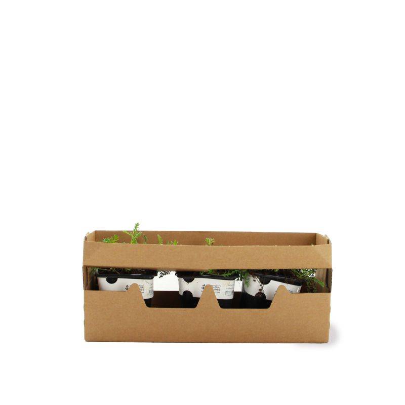 3 Camomilles 'Karpatenschnee' (Anthemis Carpatica 'Karpatenschnee') - Lot de 3 vivaces - Pépinières Naudet - Image 4