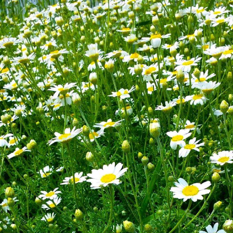 3 Camomilles 'Karpatenschnee' (Anthemis Carpatica 'Karpatenschnee') - Lot de 3 vivaces - Pépinières Naudet - Image 1