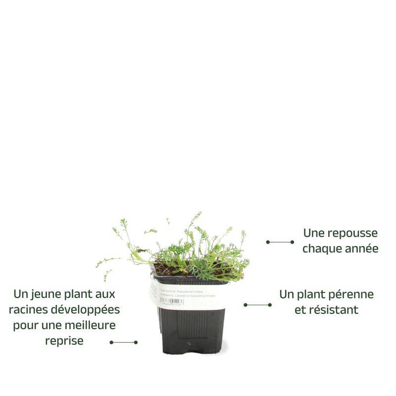 3 Camomilles 'Karpatenschnee' (Anthemis Carpatica 'Karpatenschnee') - Lot de 3 vivaces - Pépinières Naudet - Image 3