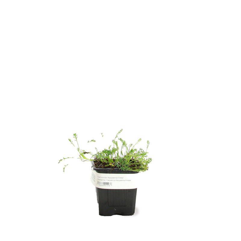 3 Camomilles 'Karpatenschnee' (Anthemis Carpatica 'Karpatenschnee') - Lot de 3 vivaces - Pépinières Naudet - Image 2