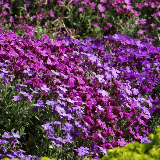 Graines d'Aubriète Cascade en mélange le sachet de 850 graines environ (0,25g)