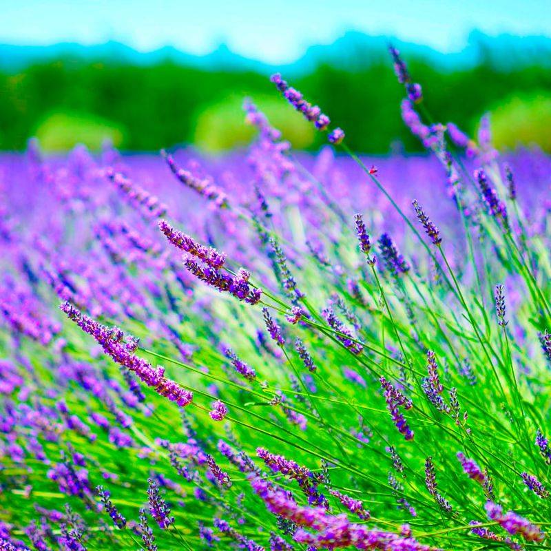 20 Lavandes (Lavandula 'Angustifolia') - Haie de Lavande -  - Pépinières Naudet - Image 2