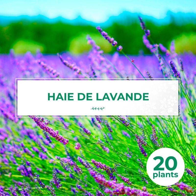 20 Lavandes (Lavandula 'Angustifolia') - Haie de Lavande -  - Pépinières Naudet - Image 1