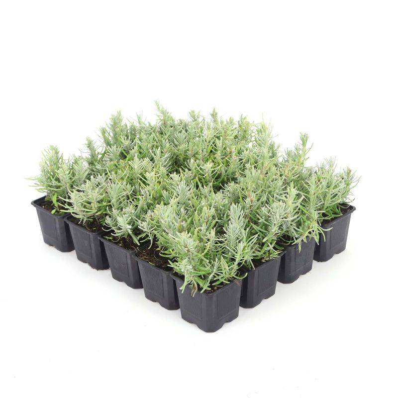 20 Lavandes (Lavandula 'Angustifolia') - Haie de Lavande -  - Pépinières Naudet - Image 3