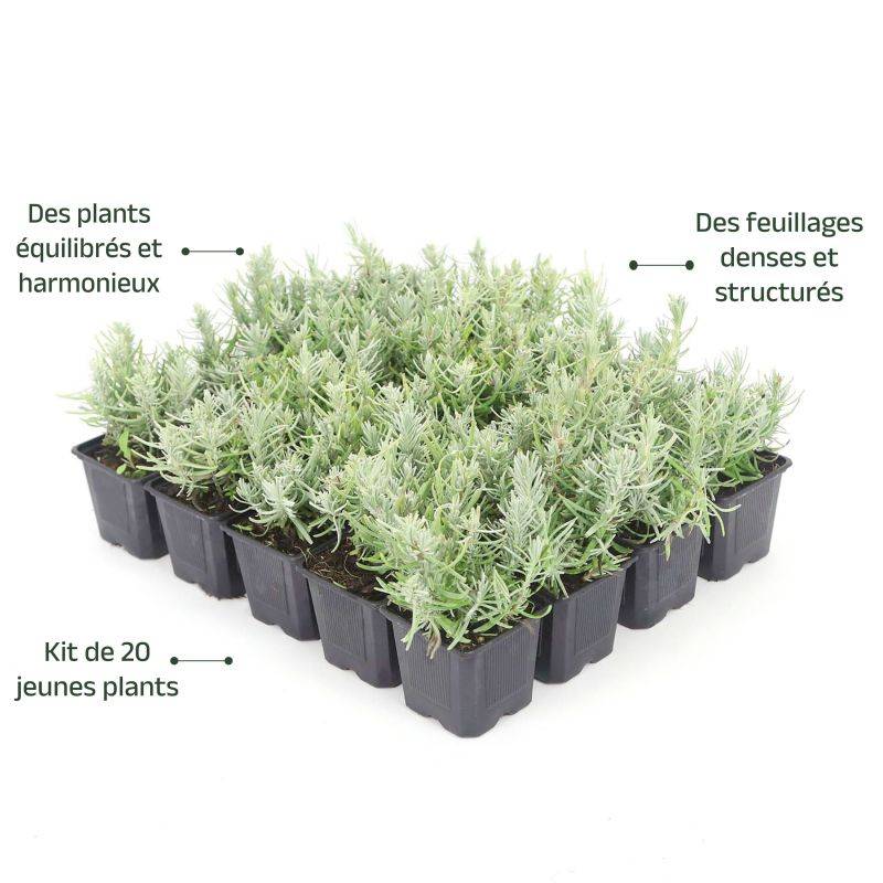 20 Lavandes (Lavandula 'Angustifolia') - Haie de Lavande -  - Pépinières Naudet - Image 4
