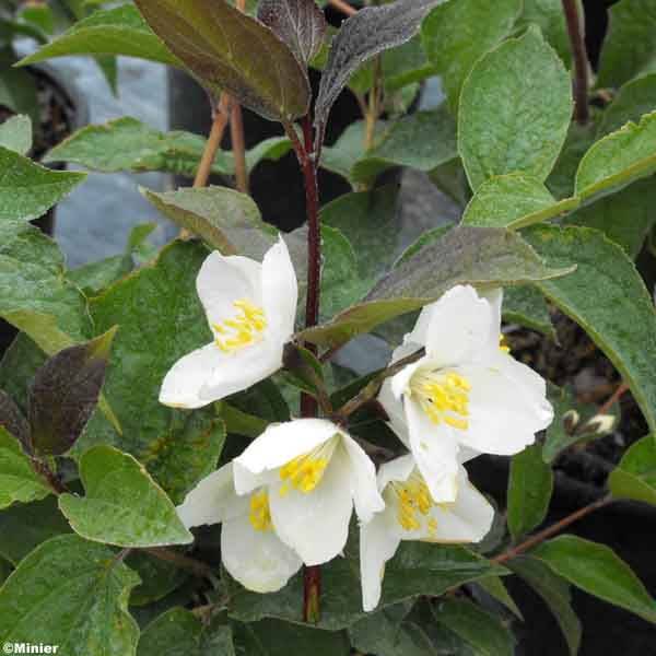 Promesse de Fleurs - Seringat des jardins - Philadelphus Starbright Pot de 7,5L/10L - Image 1
