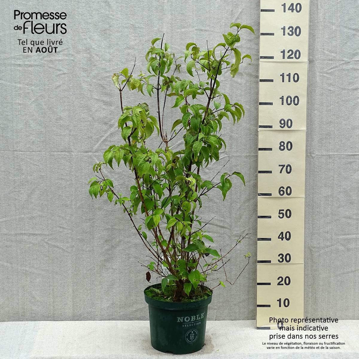 Promesse de Fleurs - Seringat des jardins - Philadelphus Starbright Pot de 7,5L/10L - Image 2