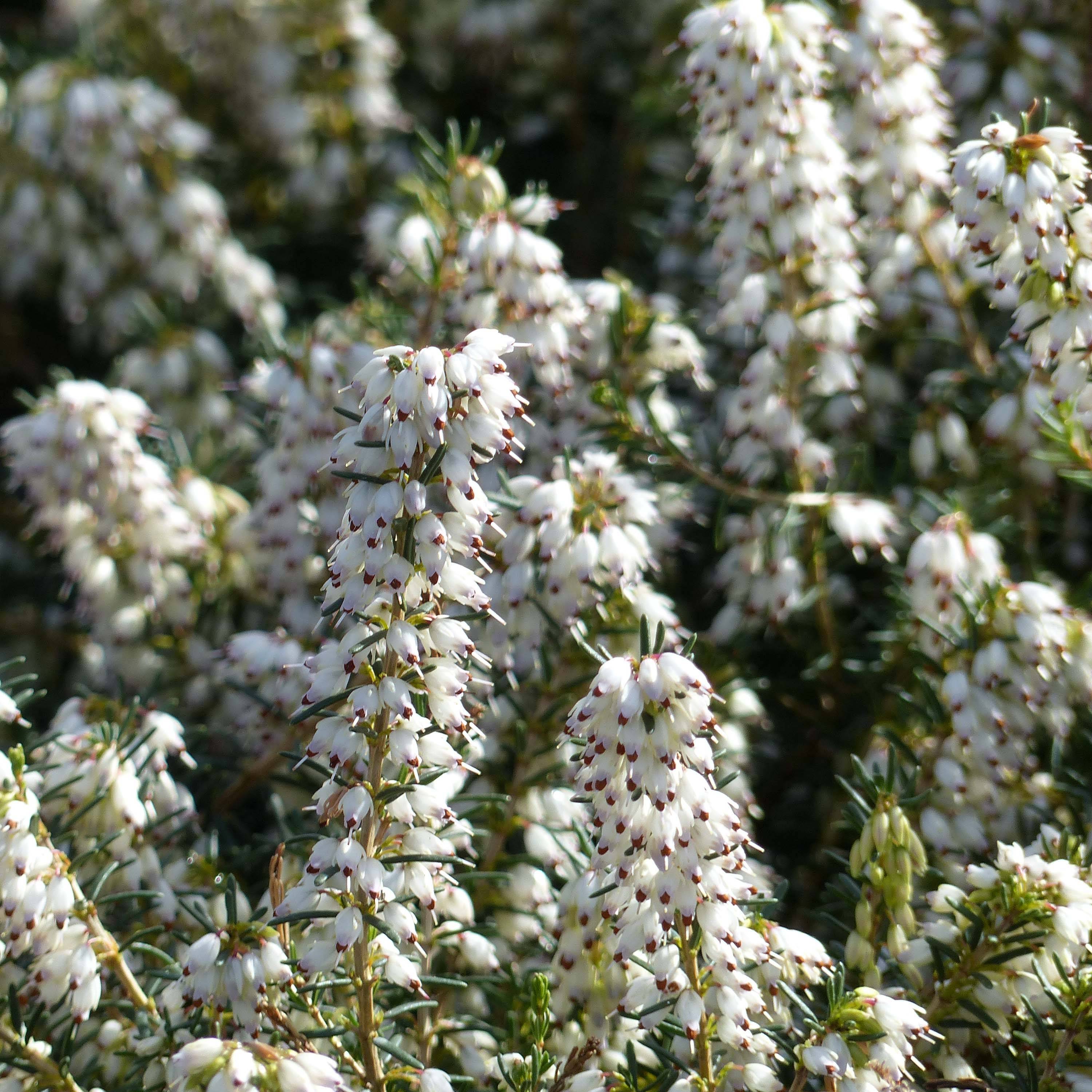 Bruyère d'hiver - Erica x darleyensis Silberschmelze Godet de 8/9 cm - Image 1
