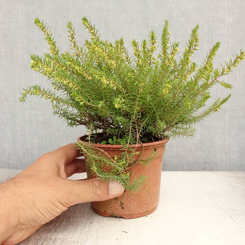 Bruyère d'hiver - Erica x darleyensis Silberschmelze Godet de 8/9 cm - Image 2