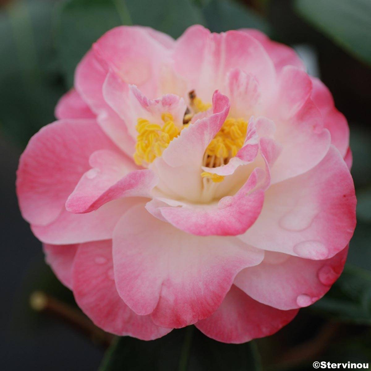 Camélia classique - Camellia Spring Daze Pot de 4L/5L - Gamm vert