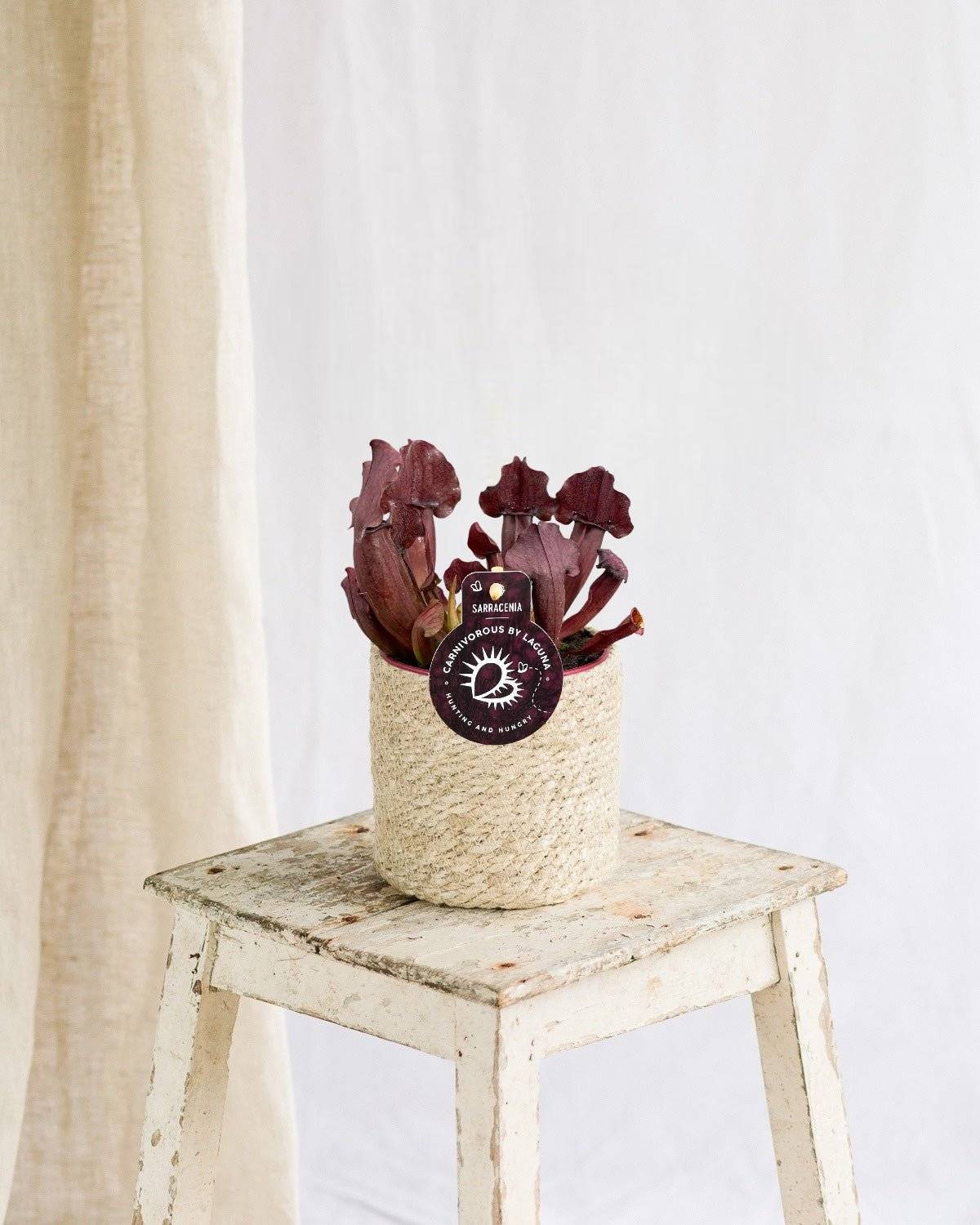 Sarracenia Maroon 23cm - Plante d'intérieur- La Green Touch - Image 2