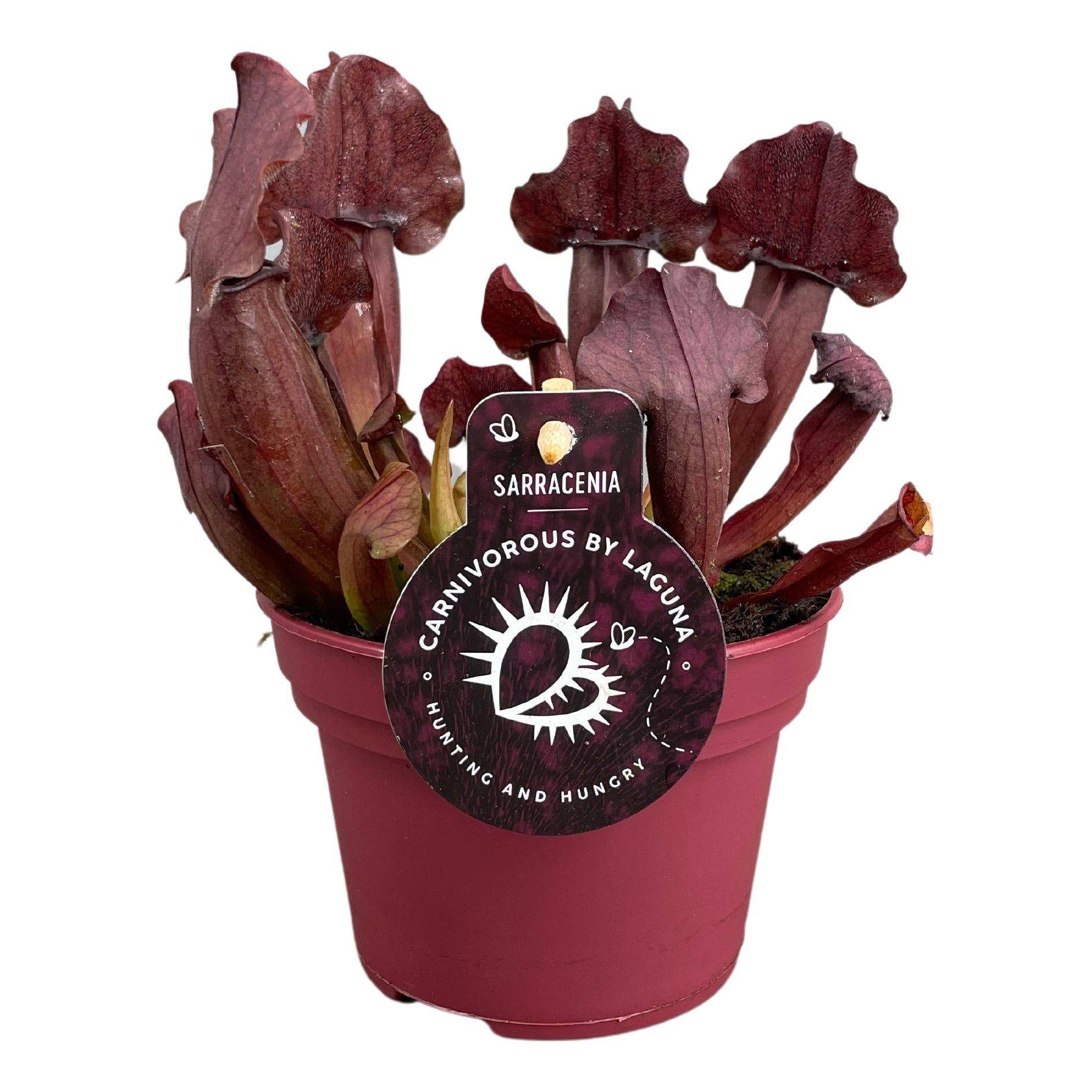 La Green Touch - Sarracenia Maroon 23cm - Plante d'intérieur- La Green Touch