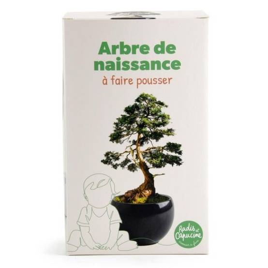 Radis et Capucine - Radis et Capucine - Kit arbre de naissance - Cèdre - Image 4