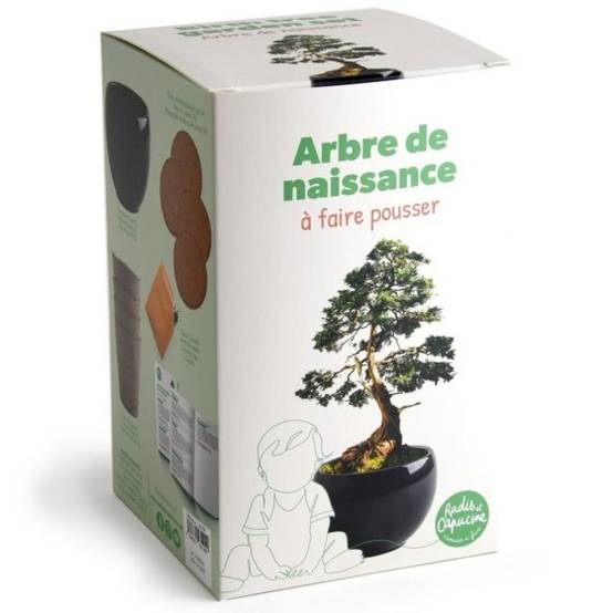 Radis et Capucine - Radis et Capucine - Kit arbre de naissance - Cèdre - Image 1