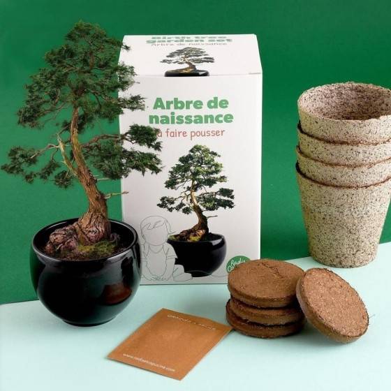 Radis et Capucine - Radis et Capucine - Kit arbre de naissance - Cèdre - Image 2