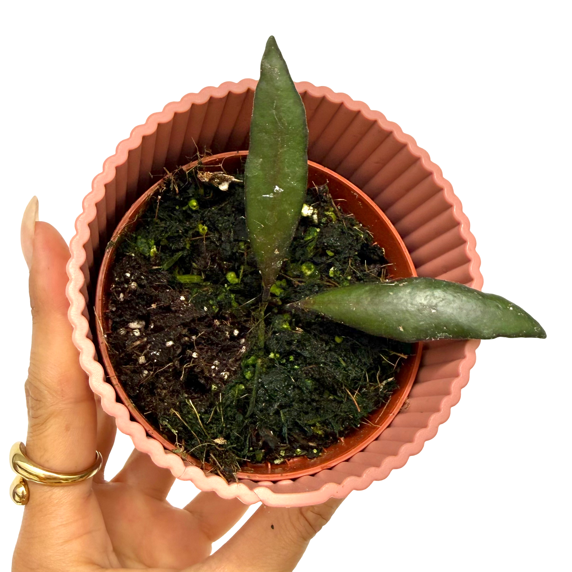 Hoya Red Moon - 8cm - Gamm vert