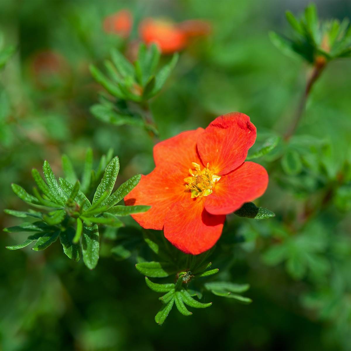 Promesse de Fleurs - Potentille arbustive - Potentilla fruticosa Red Joker Pot de 3L/4L - Image 1