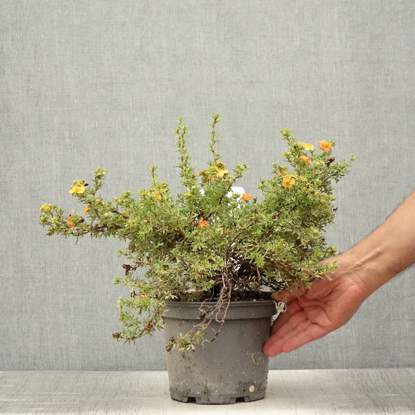 Promesse de Fleurs - Potentille arbustive - Potentilla fruticosa Red Joker Pot de 3L/4L - Image 2