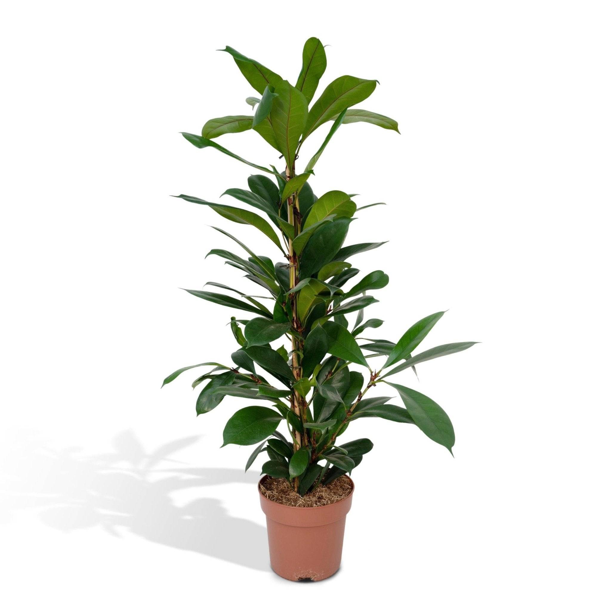 La Green Touch - Ficus Cyathistipula 105cm - Plante d'intérieur- La Green Touch - Image 3