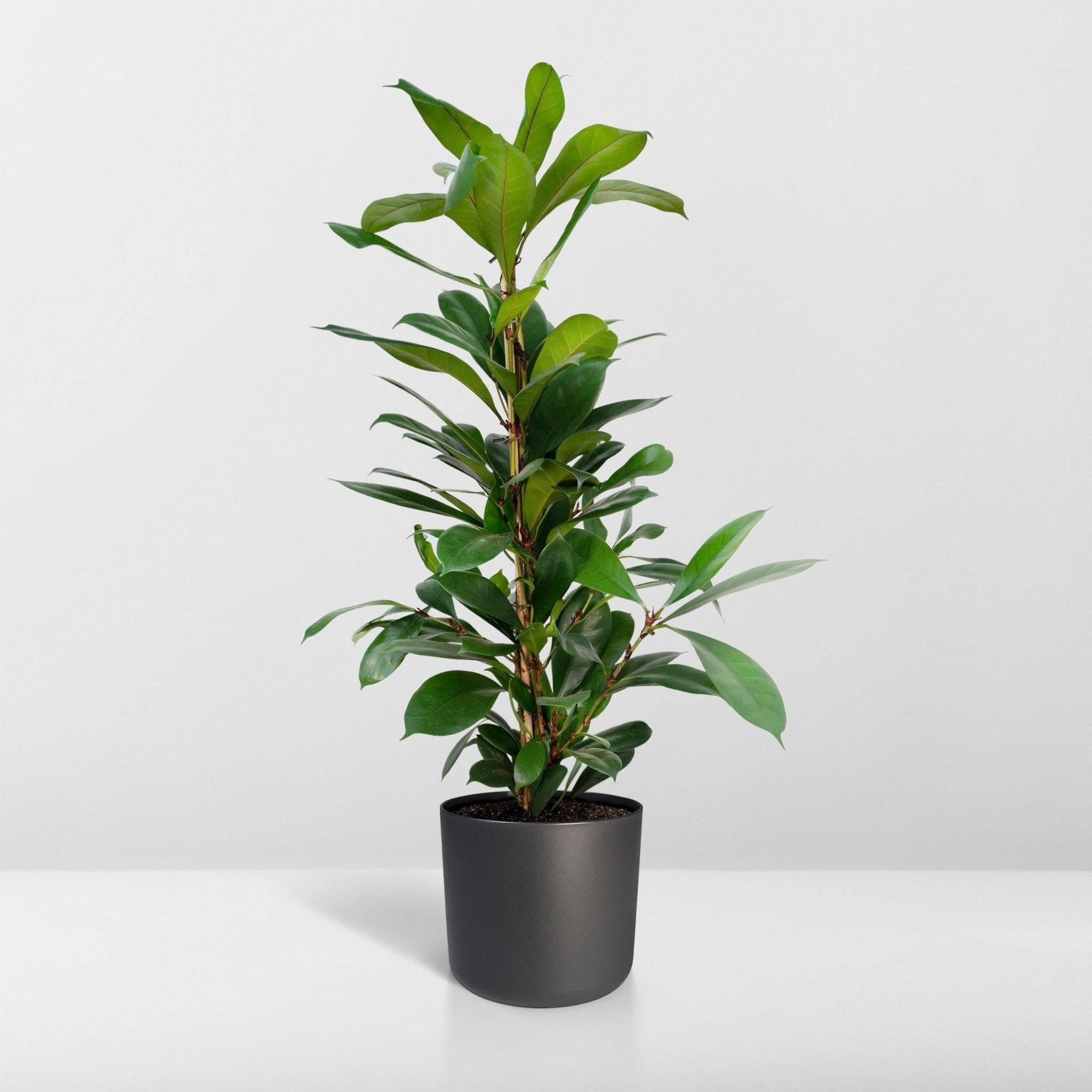 La Green Touch - Ficus Cyathistipula 105cm - Plante d'intérieur- La Green Touch - Image 8