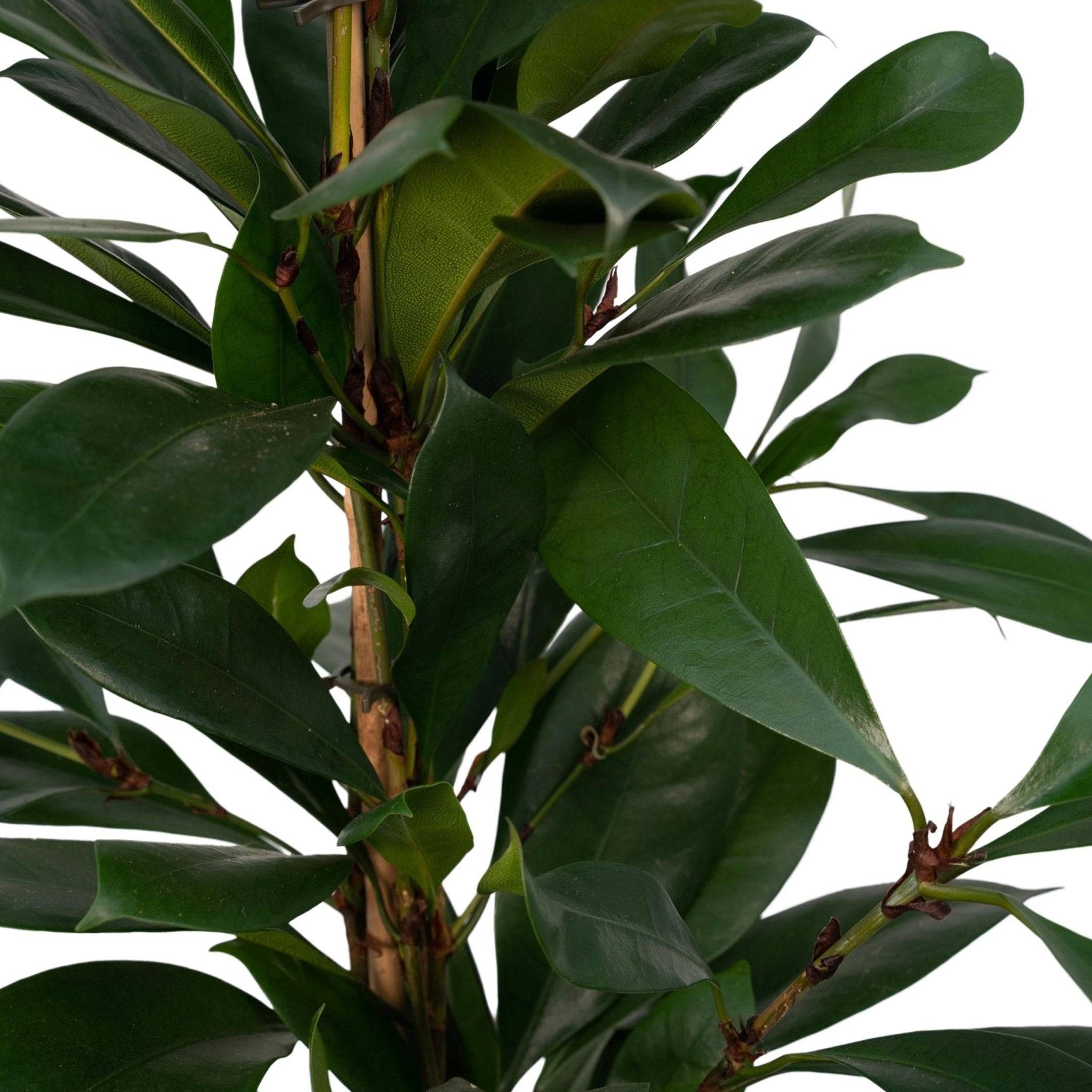 La Green Touch - Ficus Cyathistipula 105cm - Plante d'intérieur- La Green Touch - Image 4