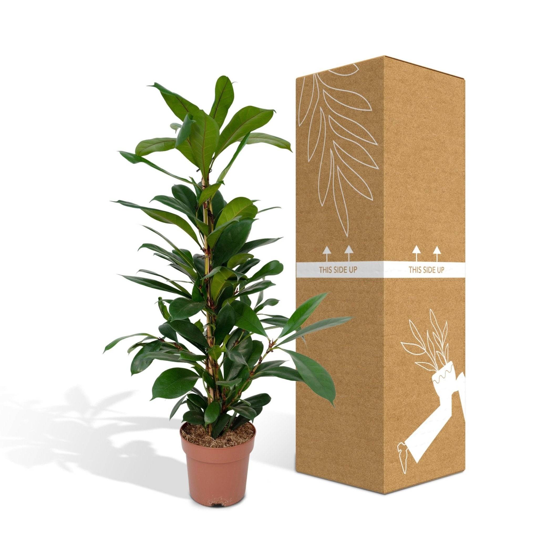 La Green Touch - Ficus Cyathistipula 105cm - Plante d'intérieur- La Green Touch - Image 6