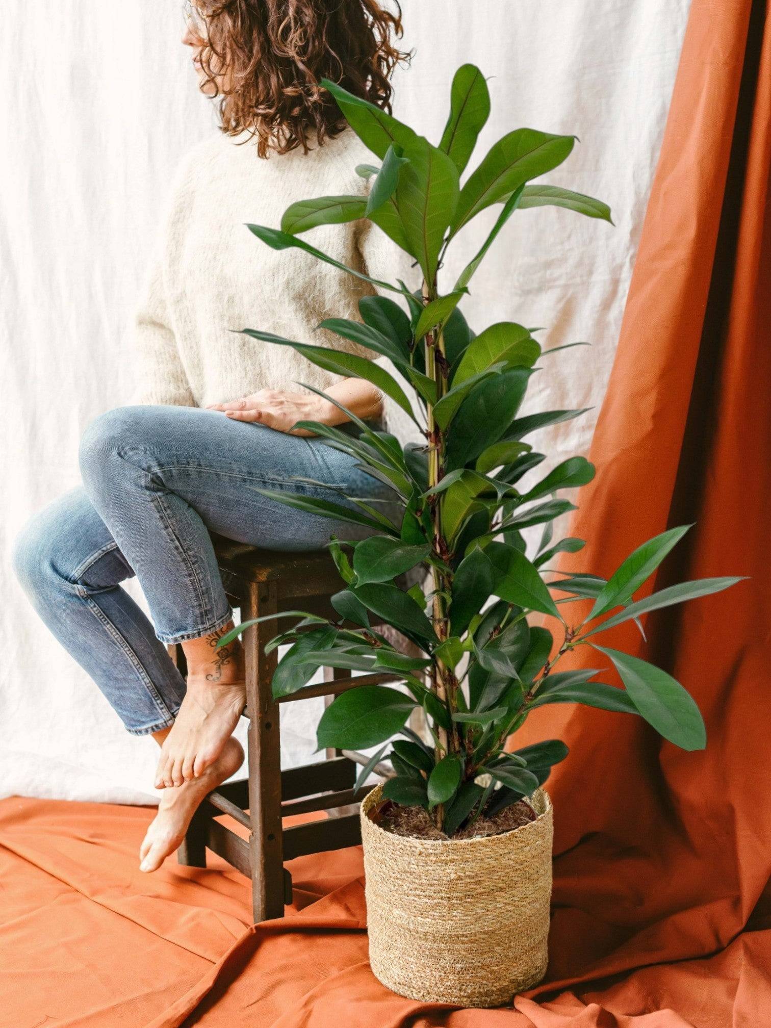 La Green Touch - Ficus Cyathistipula 105cm - Plante d'intérieur- La Green Touch - Image 2