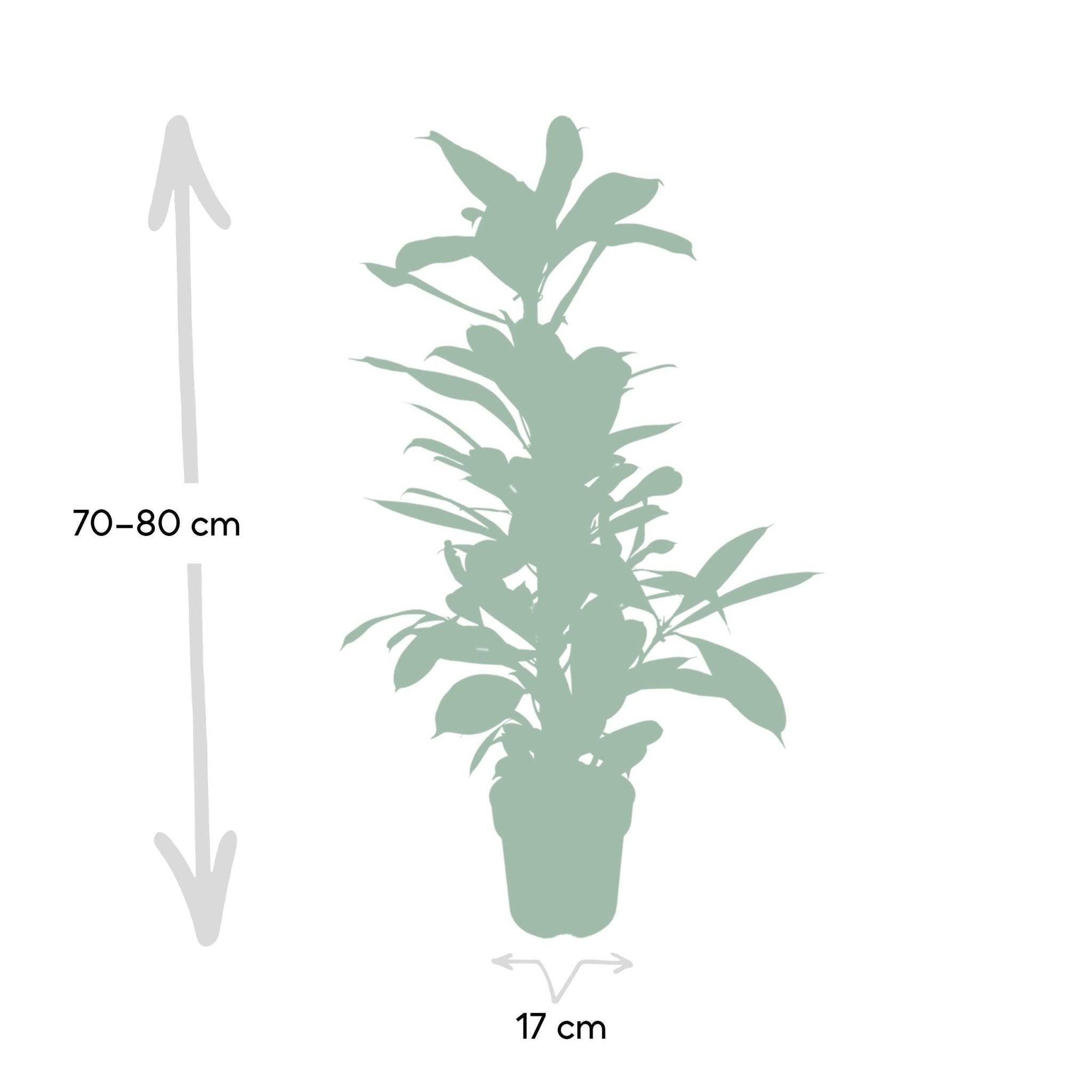 La Green Touch - Ficus Cyathistipula 105cm - Plante d'intérieur- La Green Touch - Image 5