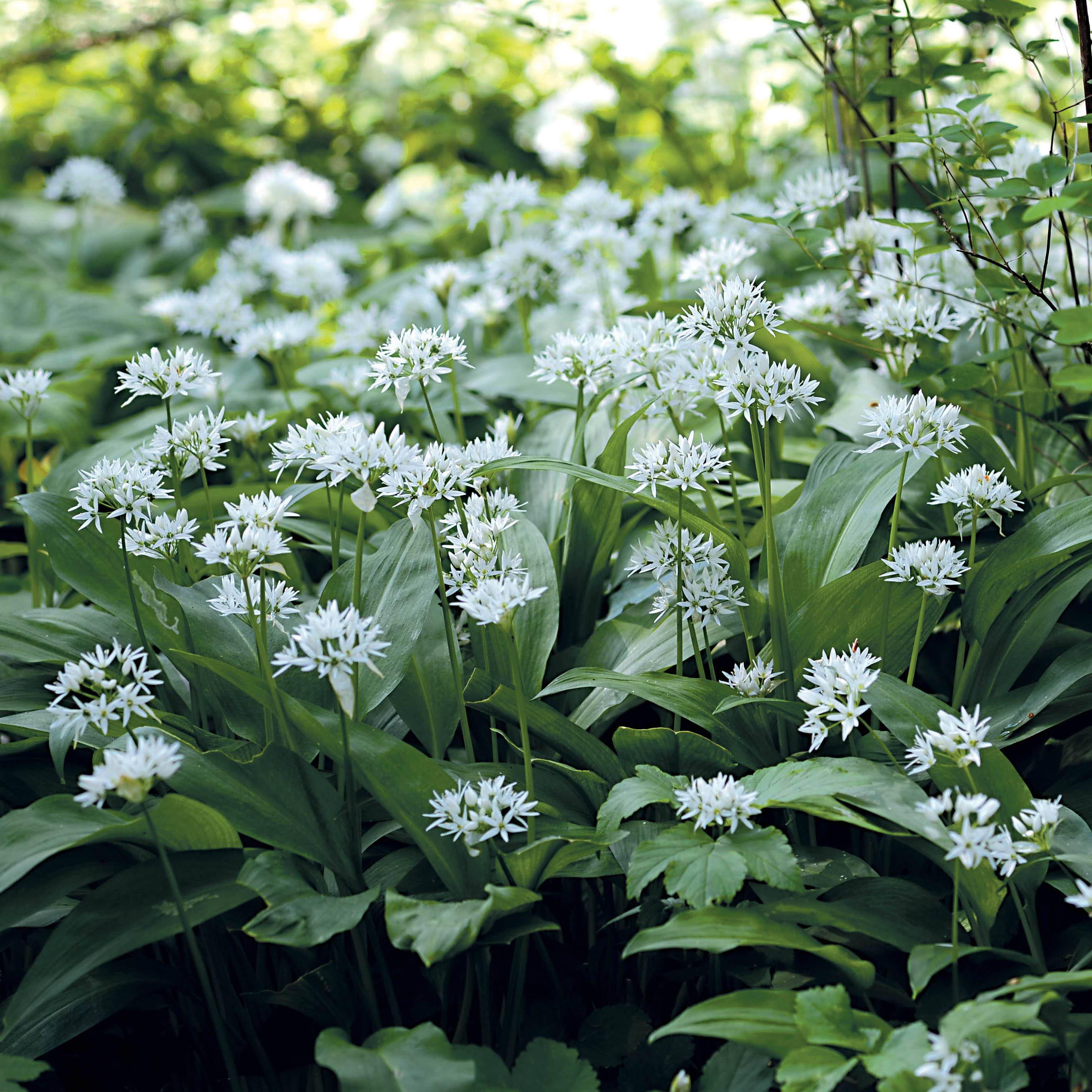 Ail des Ours - Allium ursinum Godet de 7/8 cm