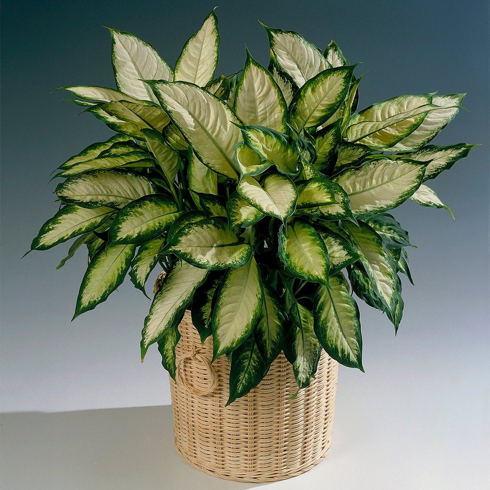 Gardenersdream - Dieffenbachia "Camilla" Plante D'Intérieur Tropicale Pour La Maison Ou Le Bureau En Pot De 12Cm - GardenersDream - Image 1