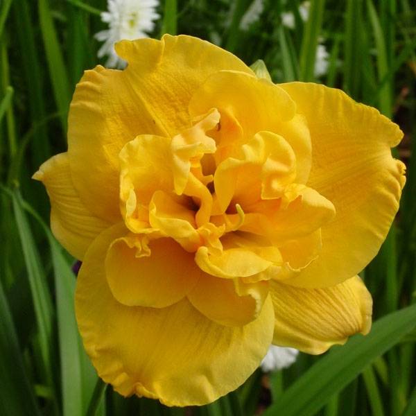 Hémérocalle ou hemerocallis Patricia Jojo Godet de 8/9 cm