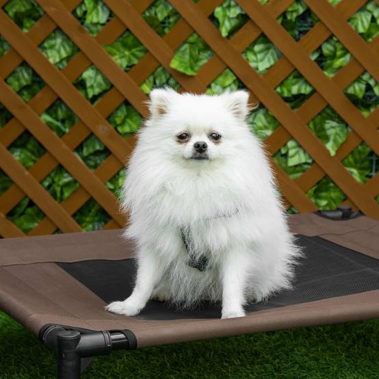 Lit de chien surélevé extérieur 76 x 61 x 18 cm acier et tissu oxford marron - PANGIVO - Image 3