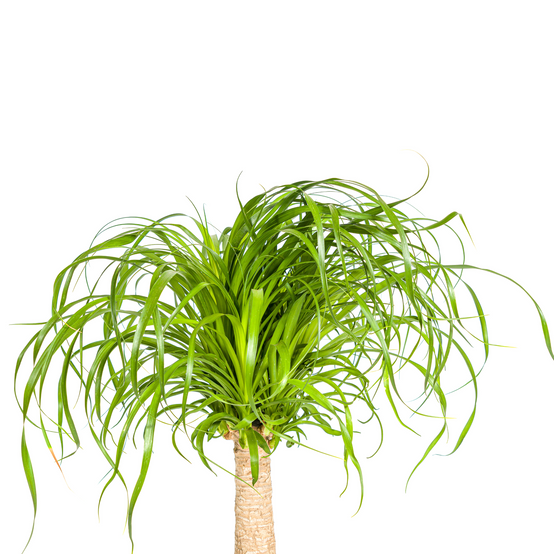 Beaucarnea Recurvata Tige - H60cm - Image 4
