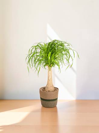 Beaucarnea Recurvata Tige - H60cm