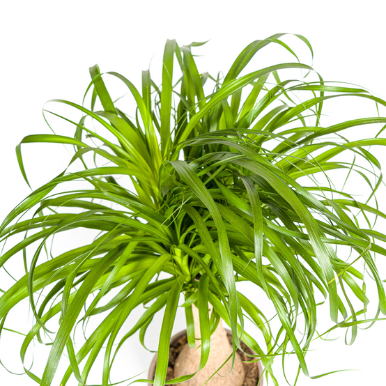 Beaucarnea Recurvata Tige - H60cm - Image 3