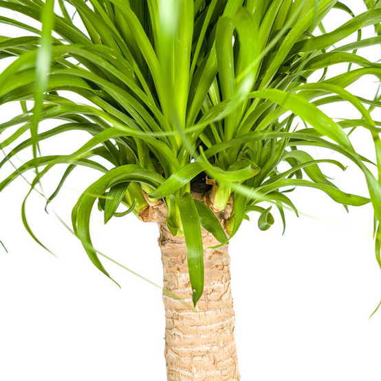Beaucarnea Recurvata Tige - H60cm - Image 5