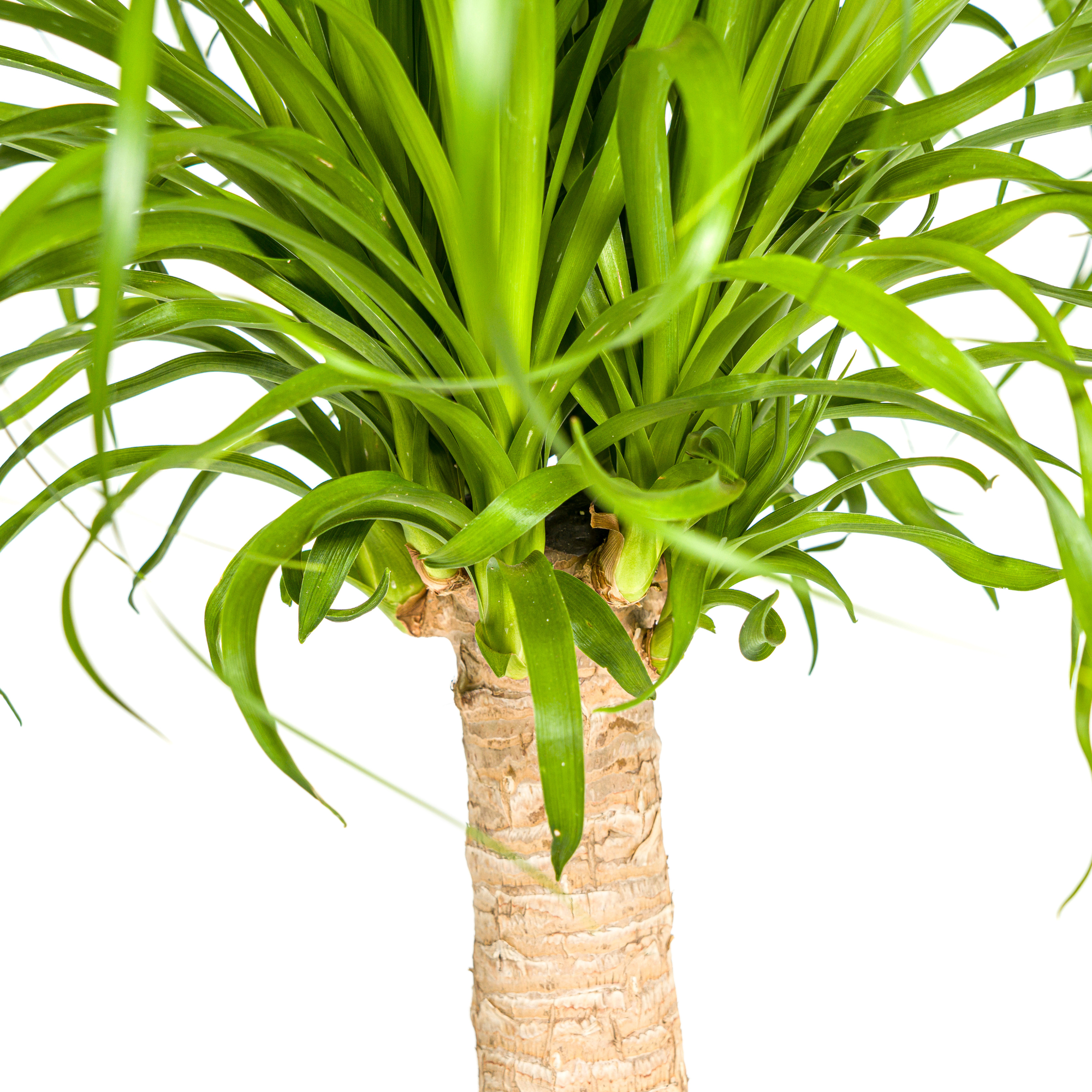 Beaucarnea Recurvata Tige - H60cm - Image 5