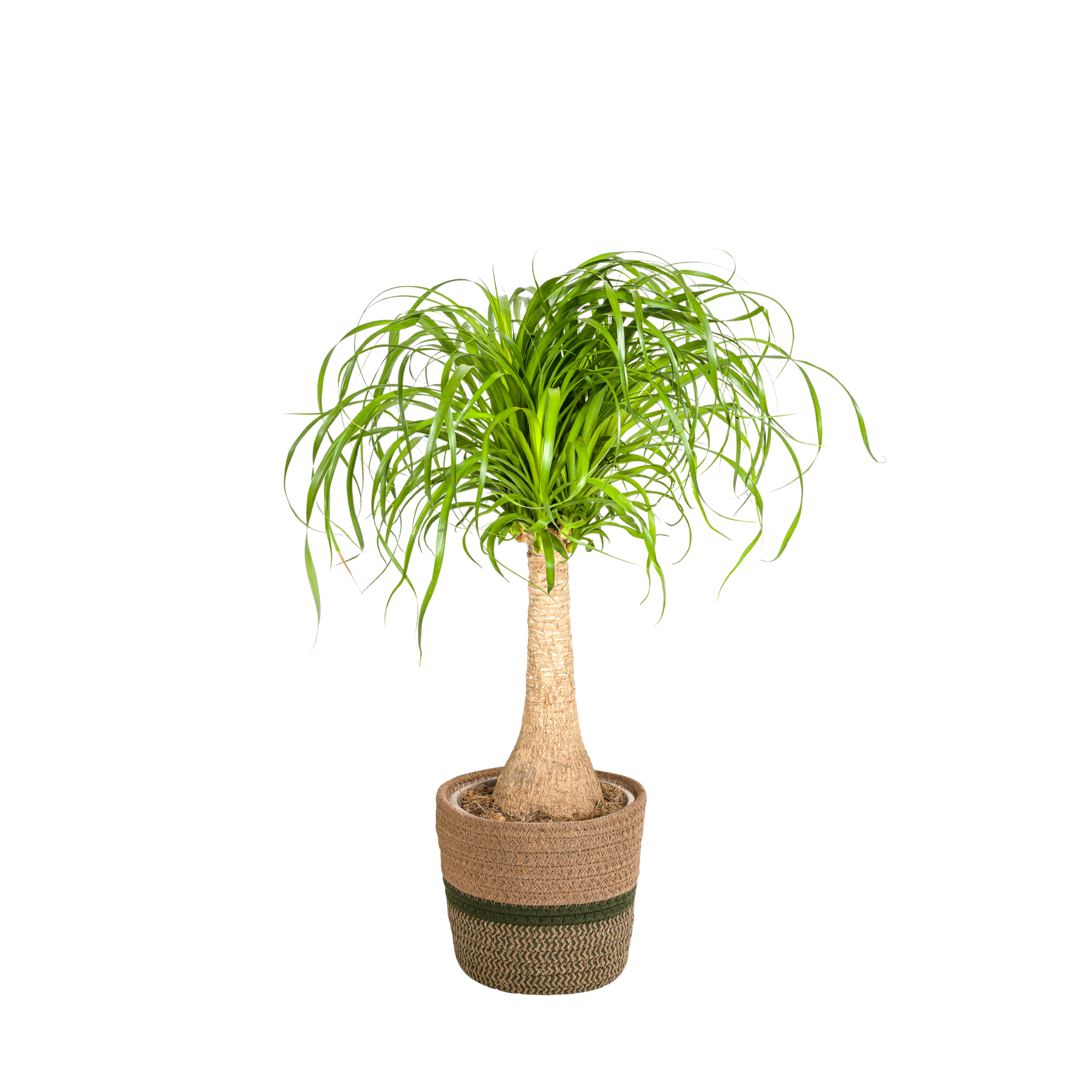 Beaucarnea Recurvata Tige - H60cm - Image 2