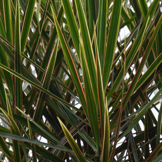 Dracaena Marginata - D17 H80cm - Image 5