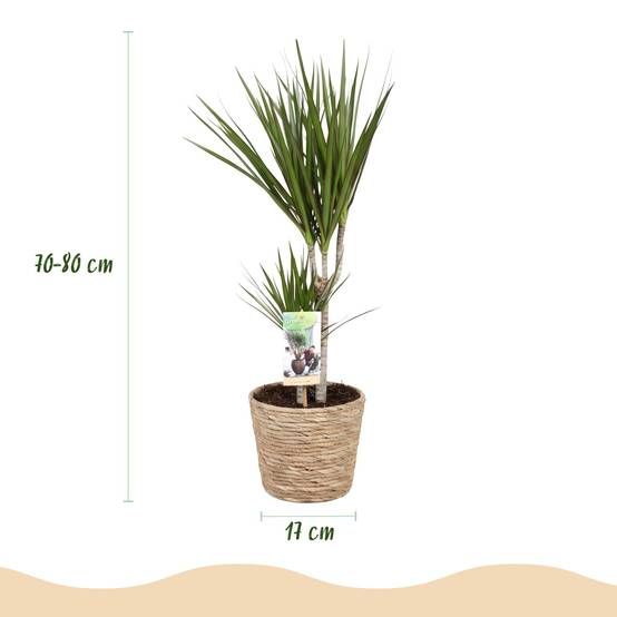Dracaena Marginata - D17 H80cm - Image 4