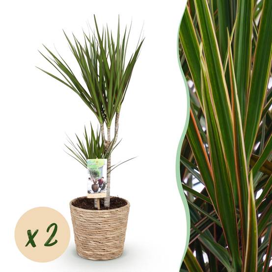 Dracaena Marginata - D17 H80cm - Image 2