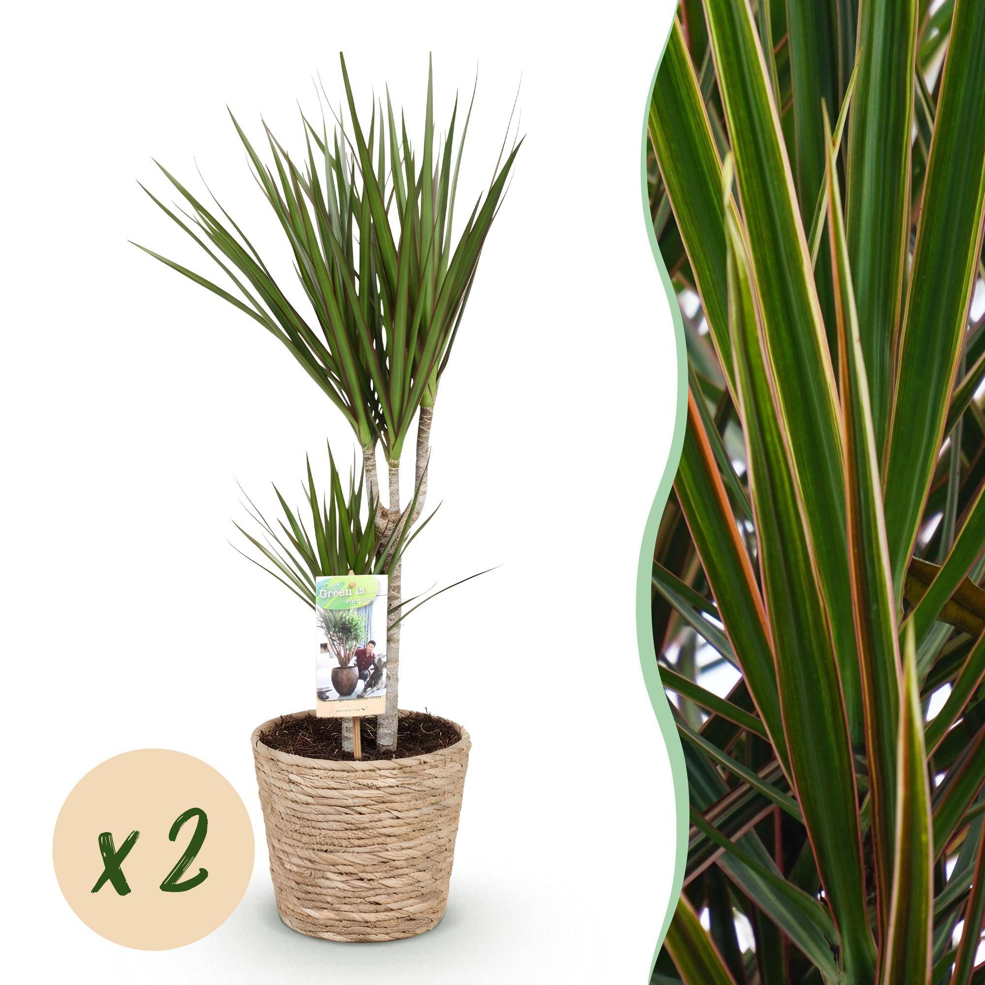 Dracaena Marginata - D17 H80cm - Image 2
