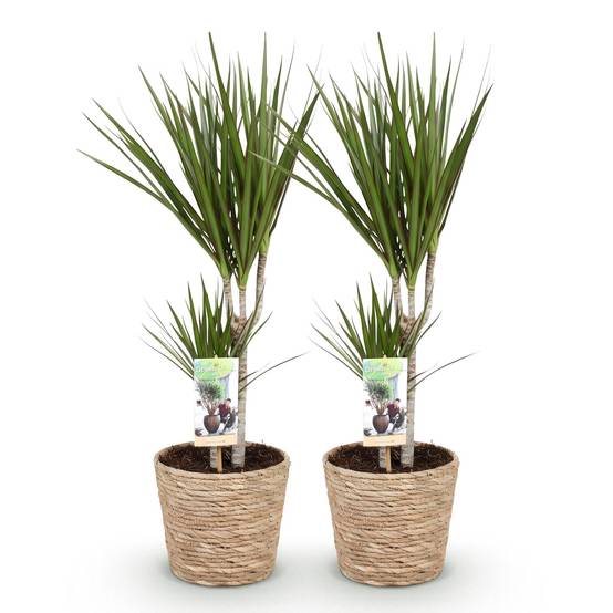 Dracaena Marginata - D17 H80cm - Image 3