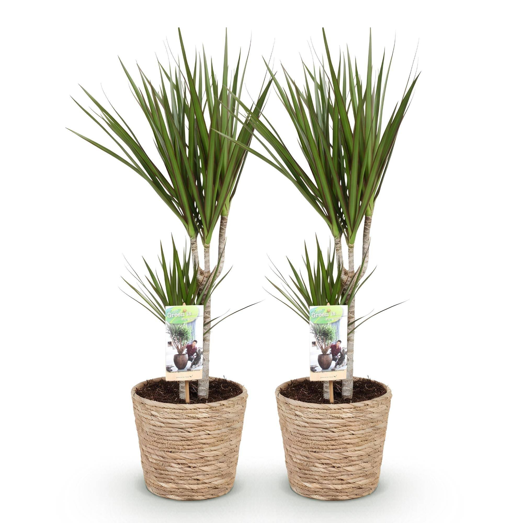 Dracaena Marginata - D17 H80cm - Image 3