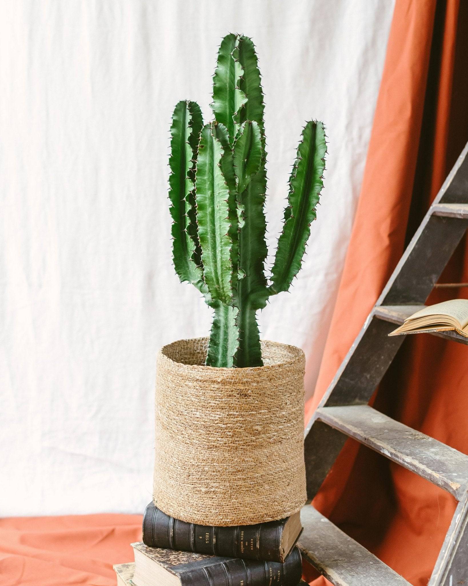 Euphorbia 90cm - Plante d'intérieur- La Green Touch - Image 1