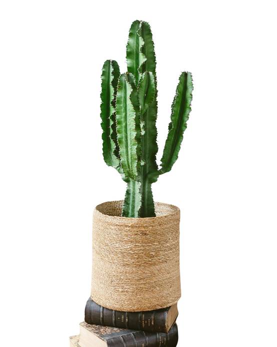 Euphorbia 90cm - Plante d'intérieur- La Green Touch - Image 2