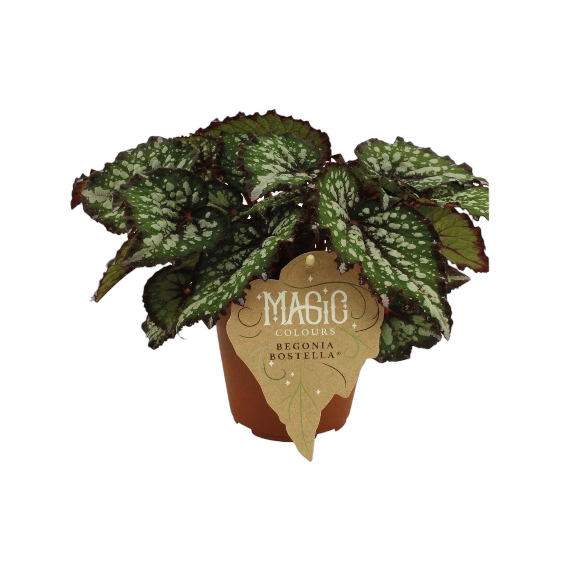 Begonia Rex 'Bostella' 25cm - Plante d'intérieur- La Green Touch - Image 2