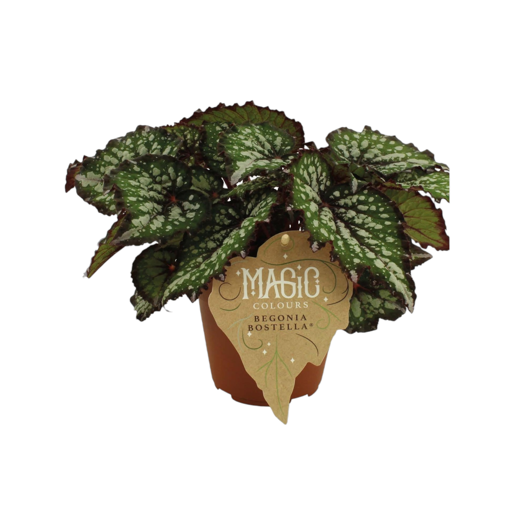 Begonia Rex 'Bostella' 25cm - Plante d'intérieur- La Green Touch - Image 1